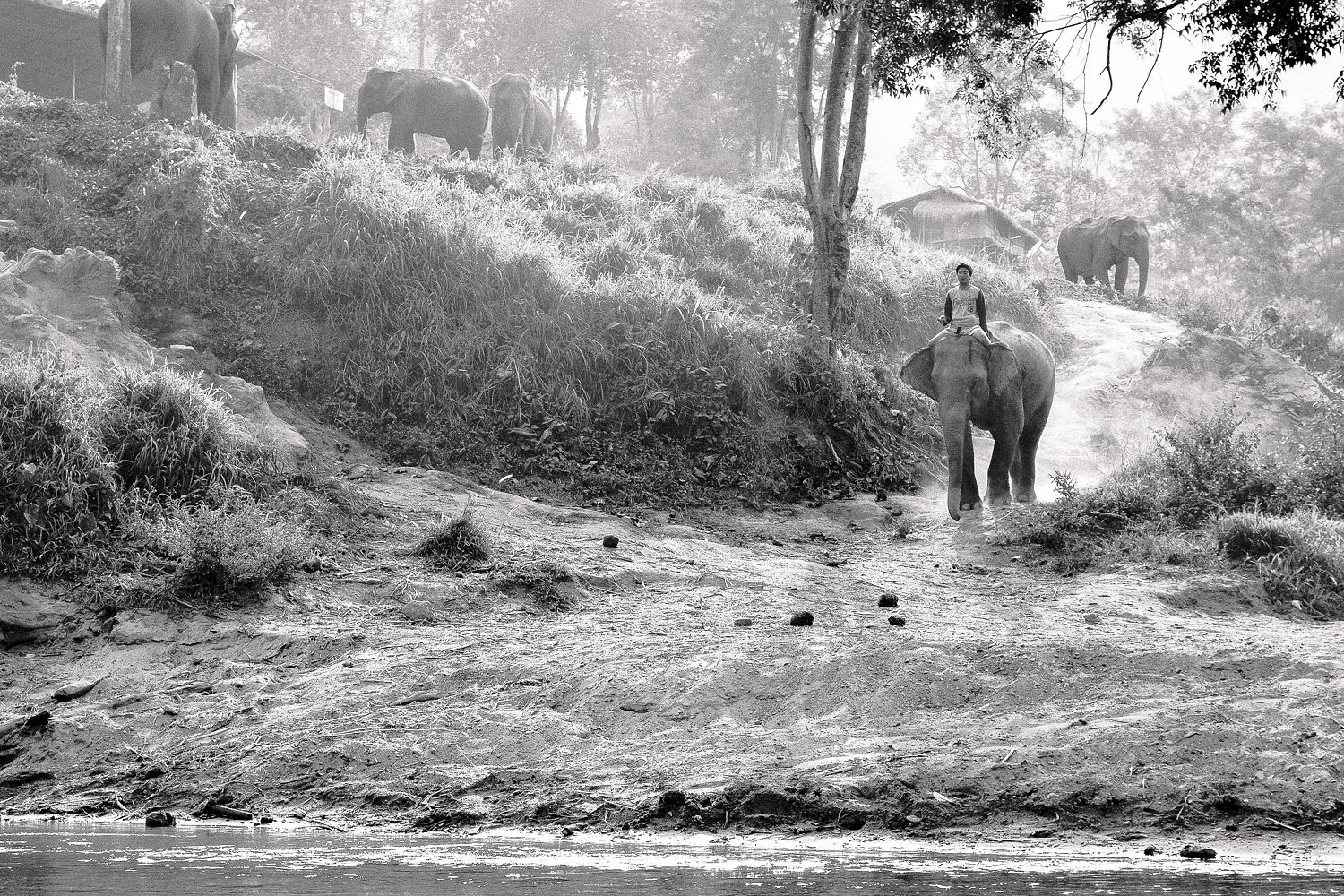 Elephant Rider - Full Bleed