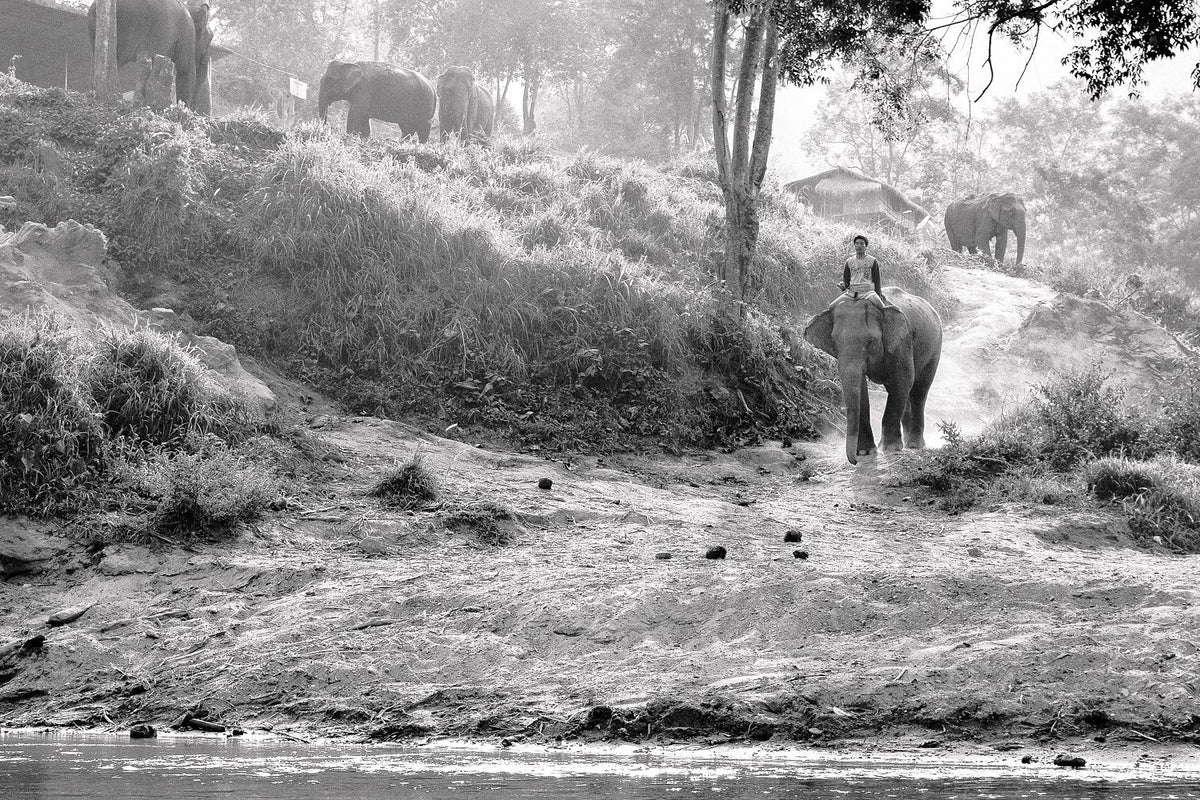 Elephant Rider - W/Mount