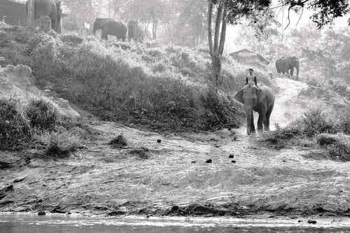 Elephant Rider - W/Mount