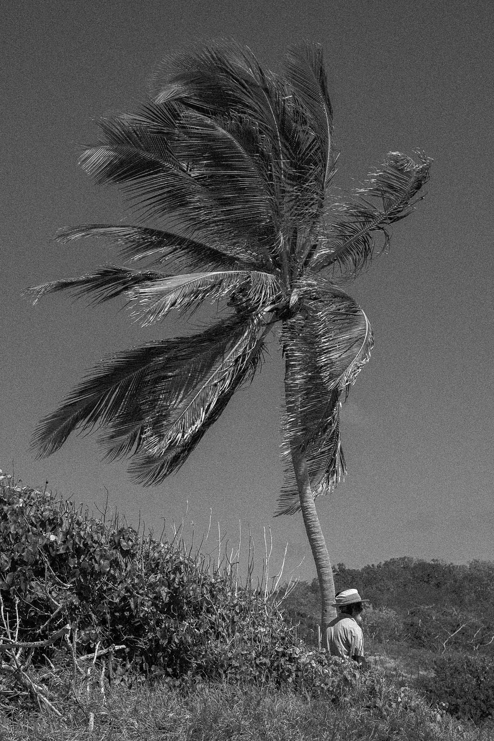 Lone Palm - Full Bleed