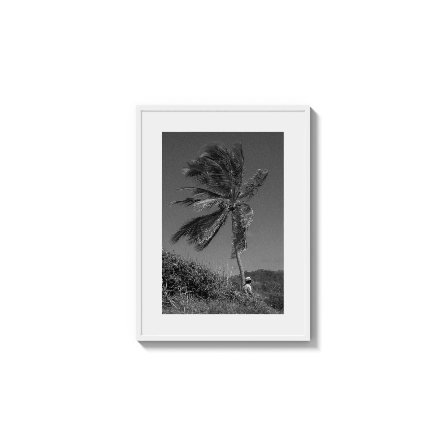 Lone Palm