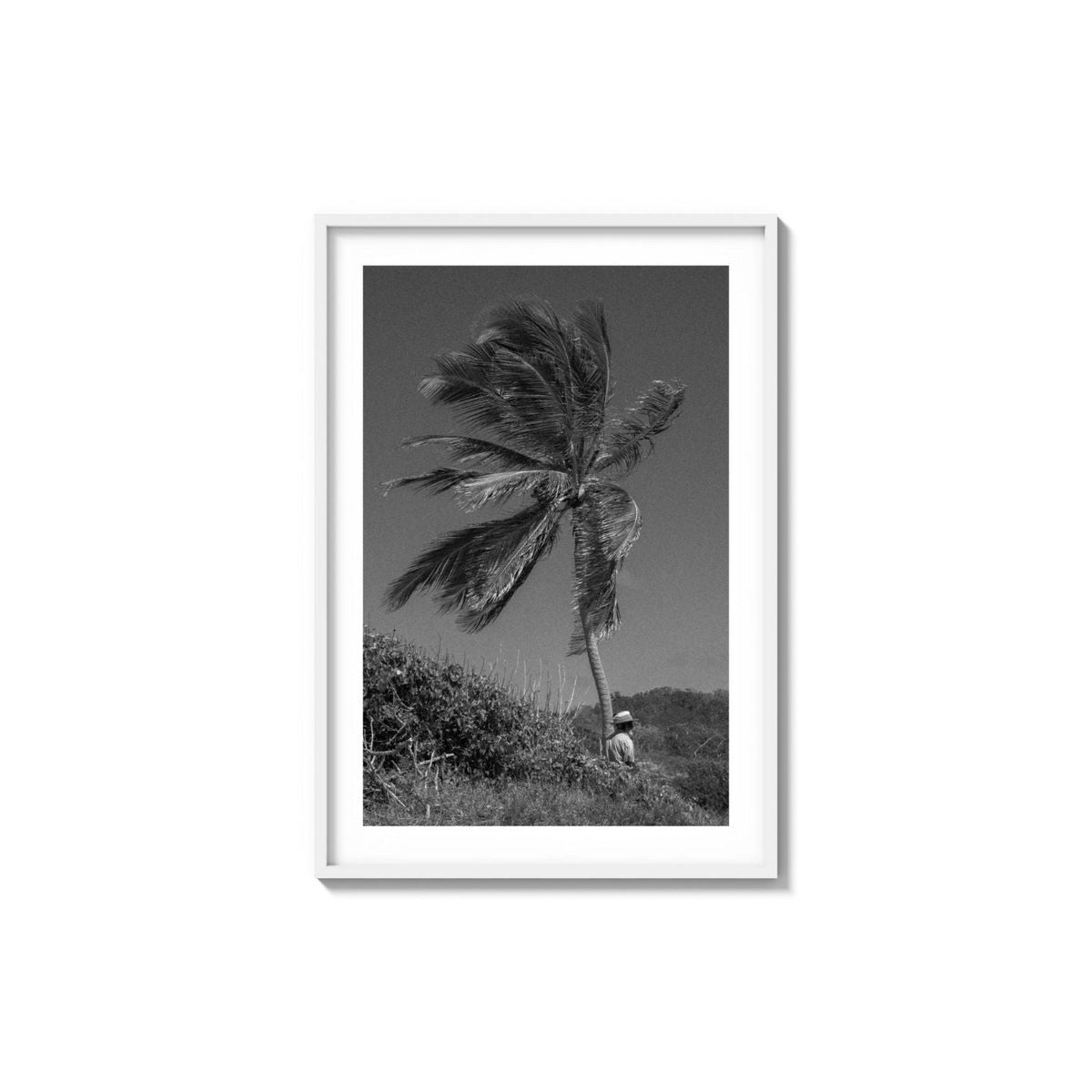 Lone Palm