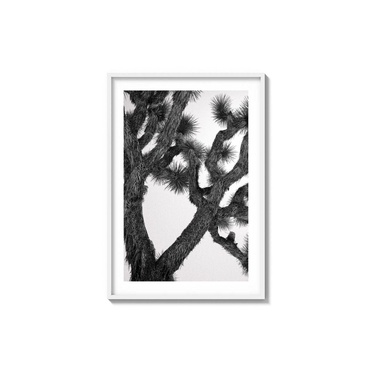 Joshua Tree