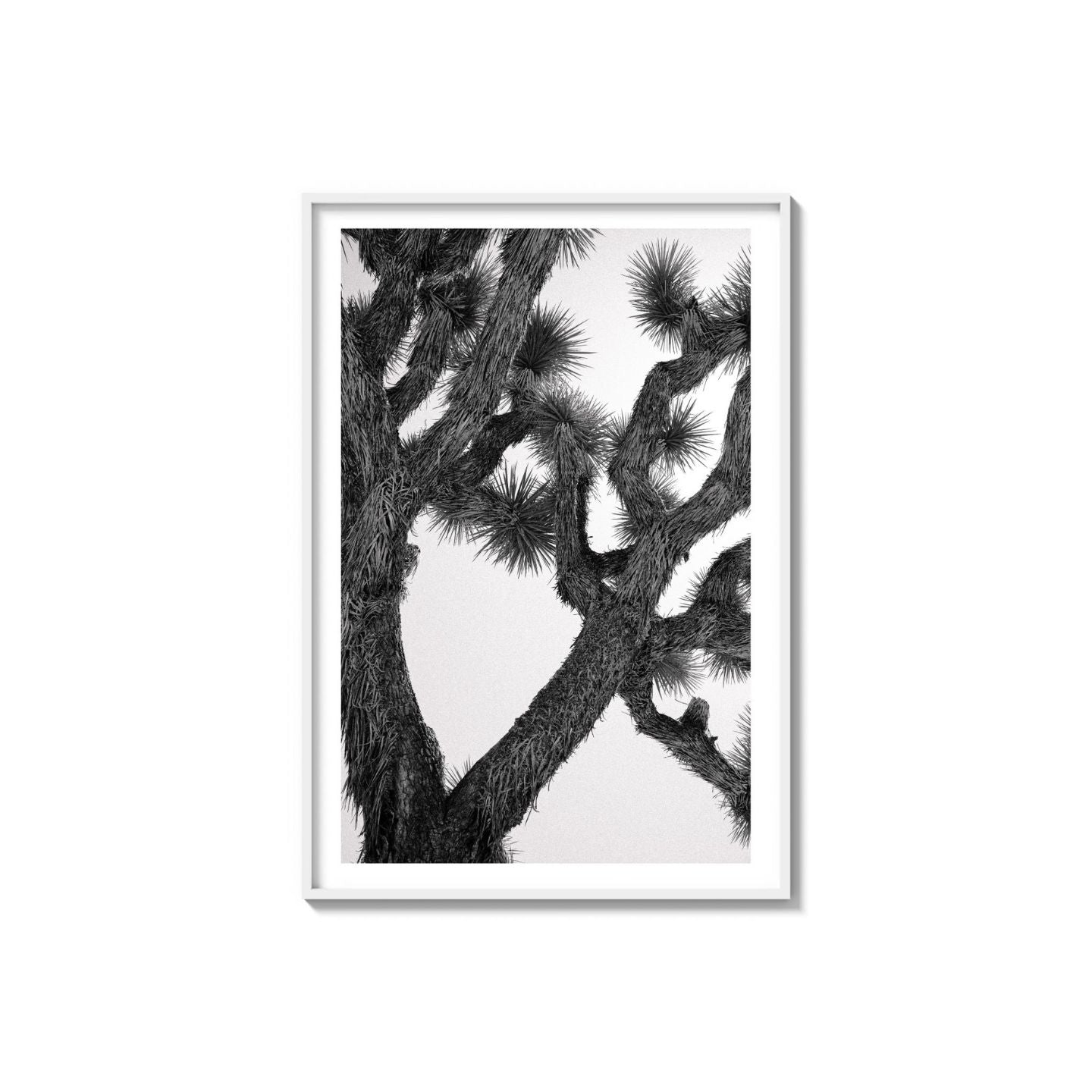 Joshua Tree
