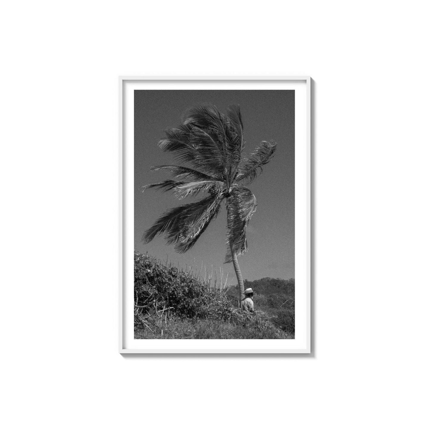 Lone Palm