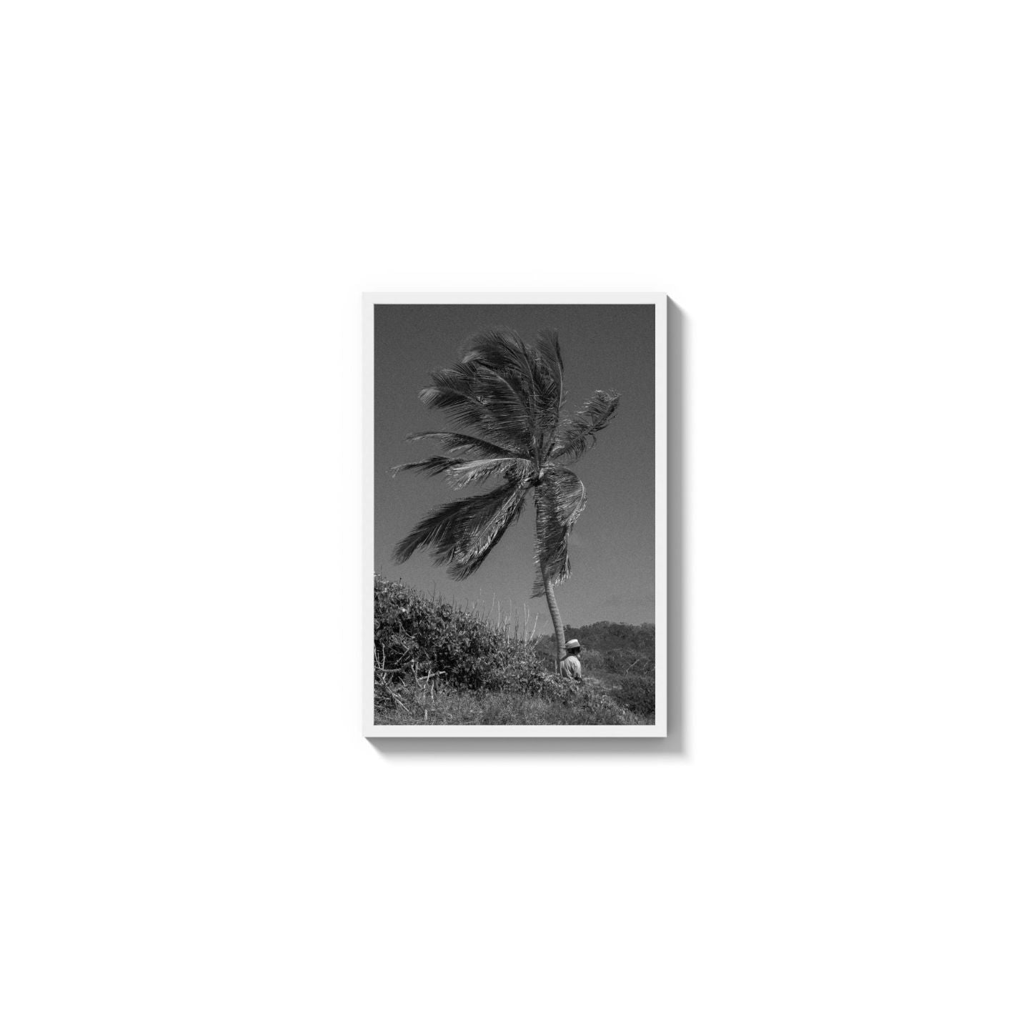 Lone Palm