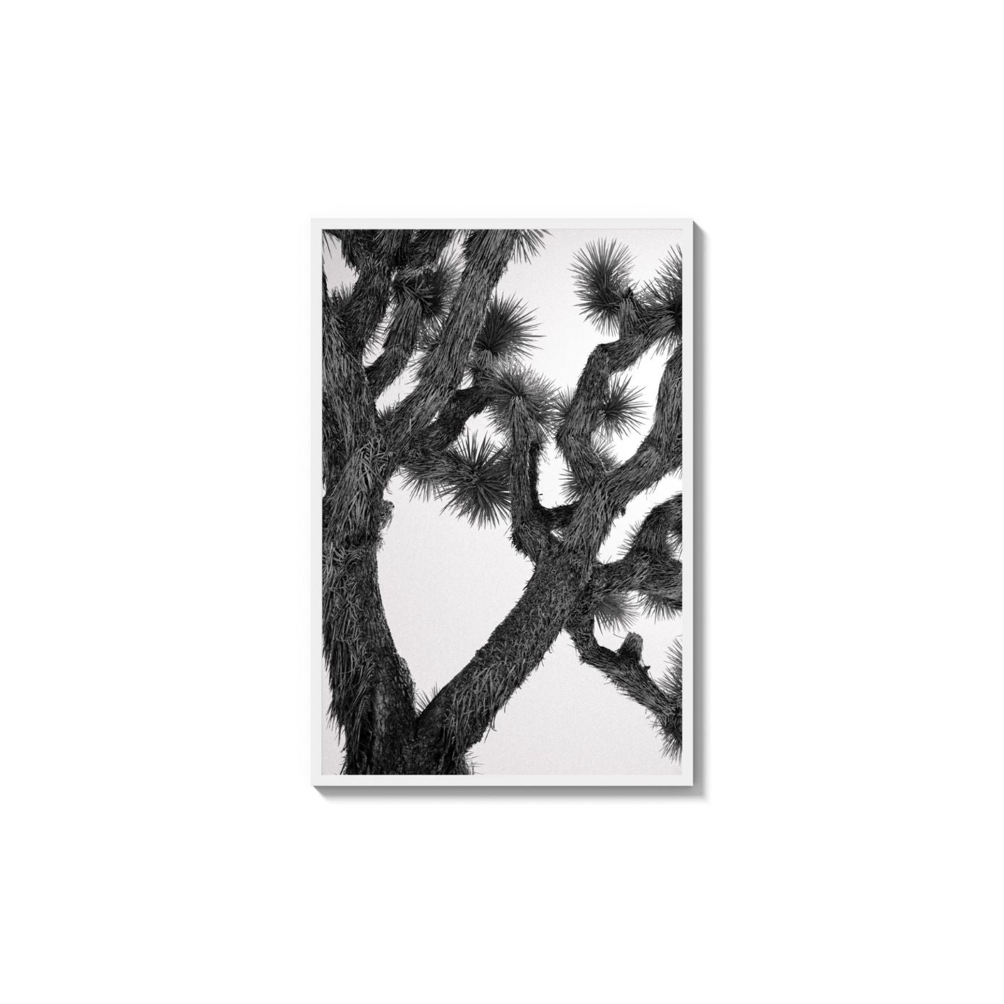 Joshua Tree