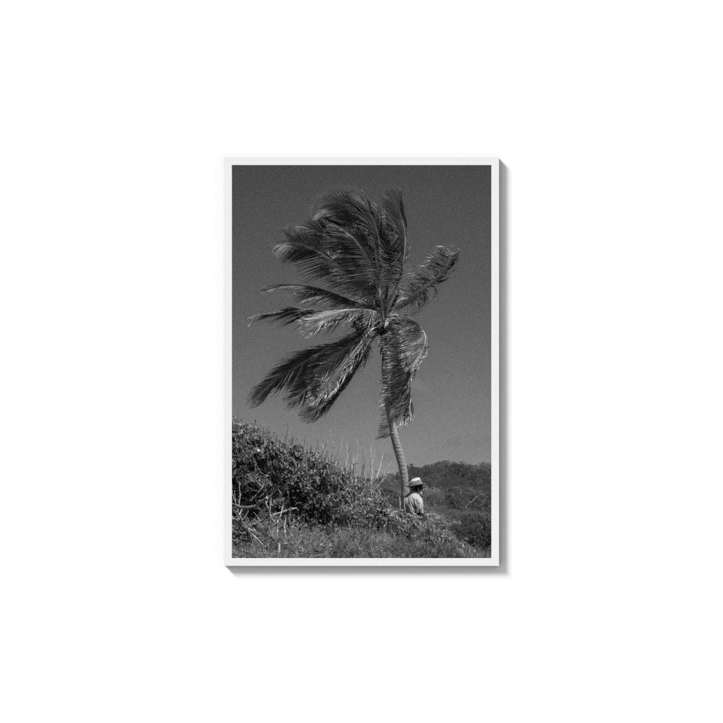 Lone Palm