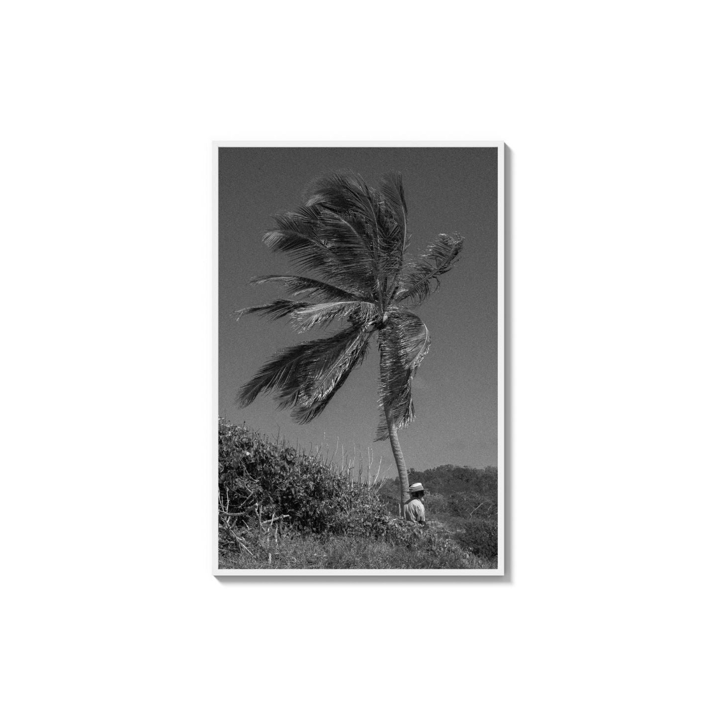 Lone Palm