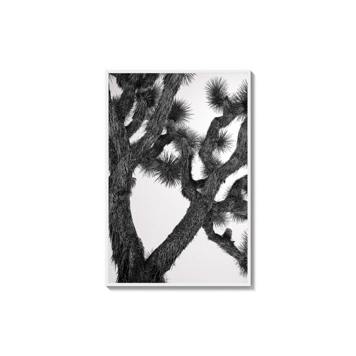 Joshua Tree