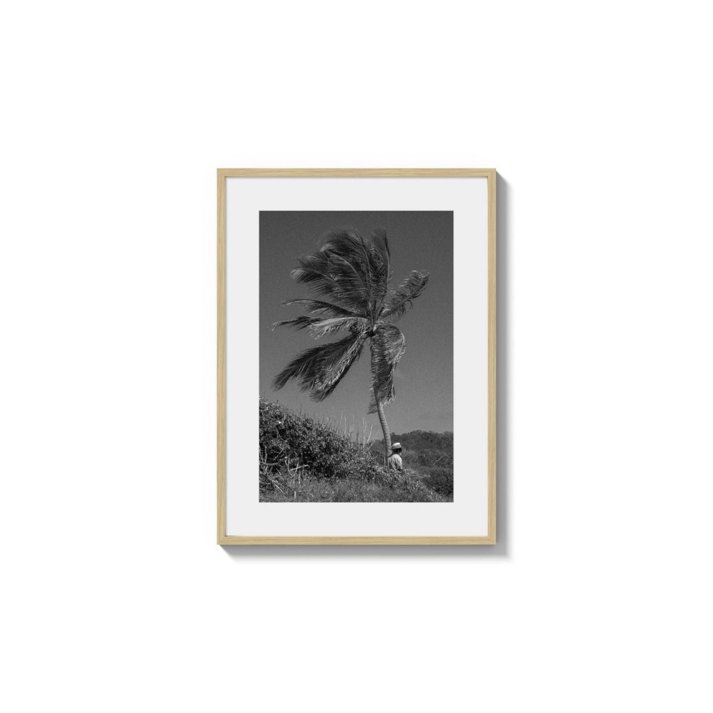 Lone Palm