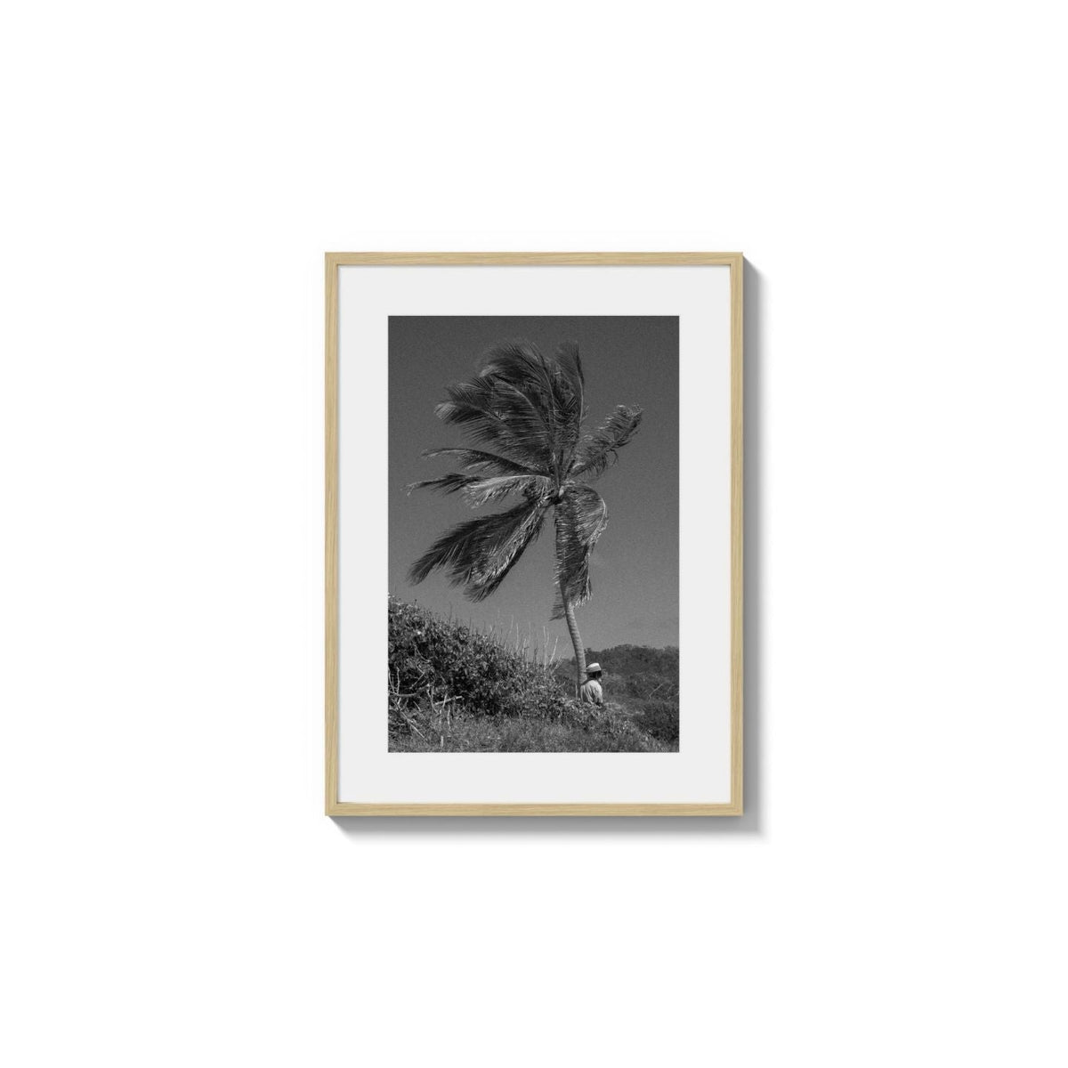 Lone Palm