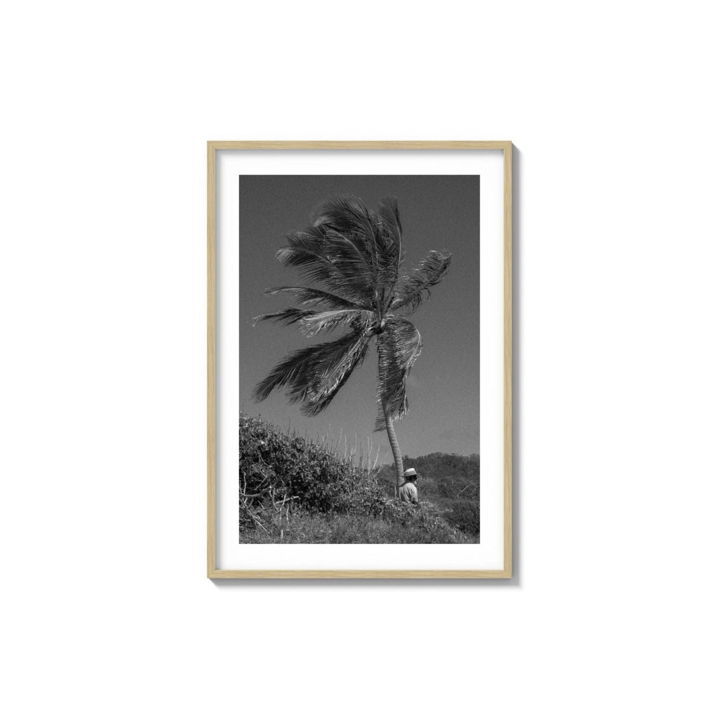 Lone Palm