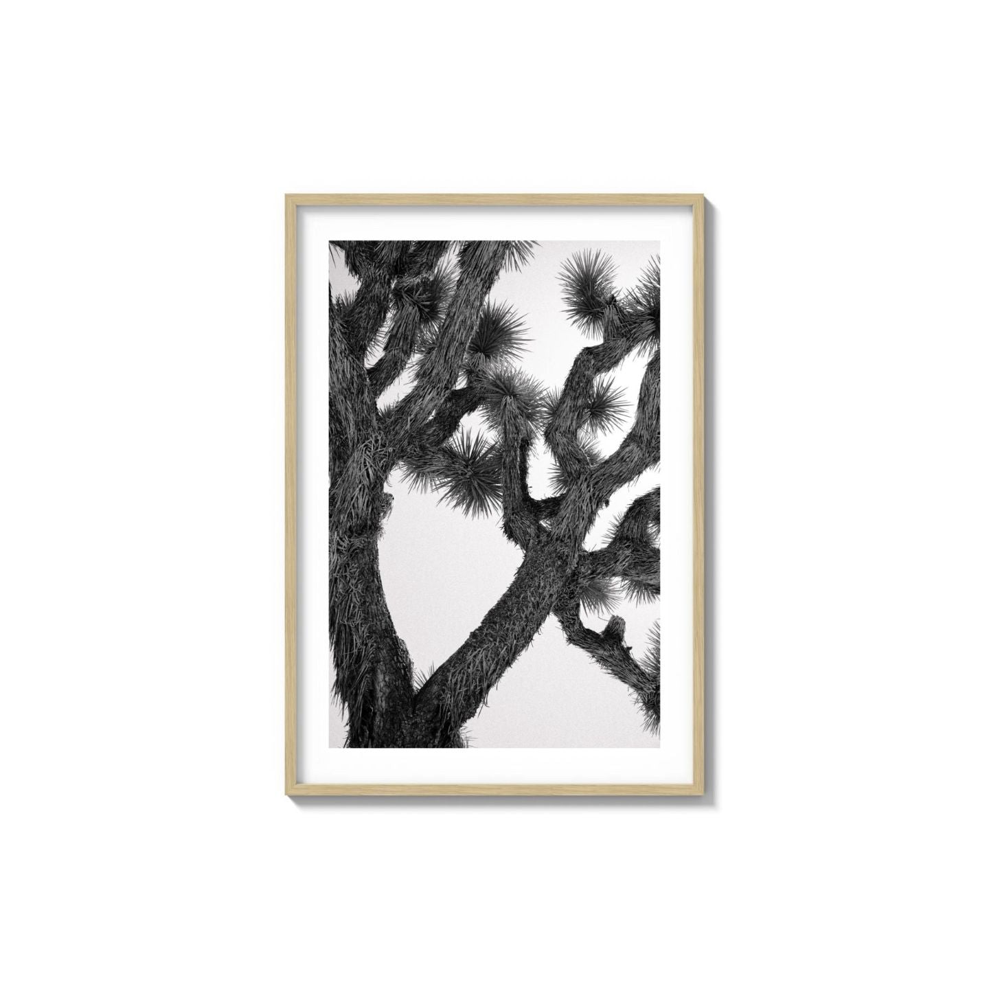 Joshua Tree