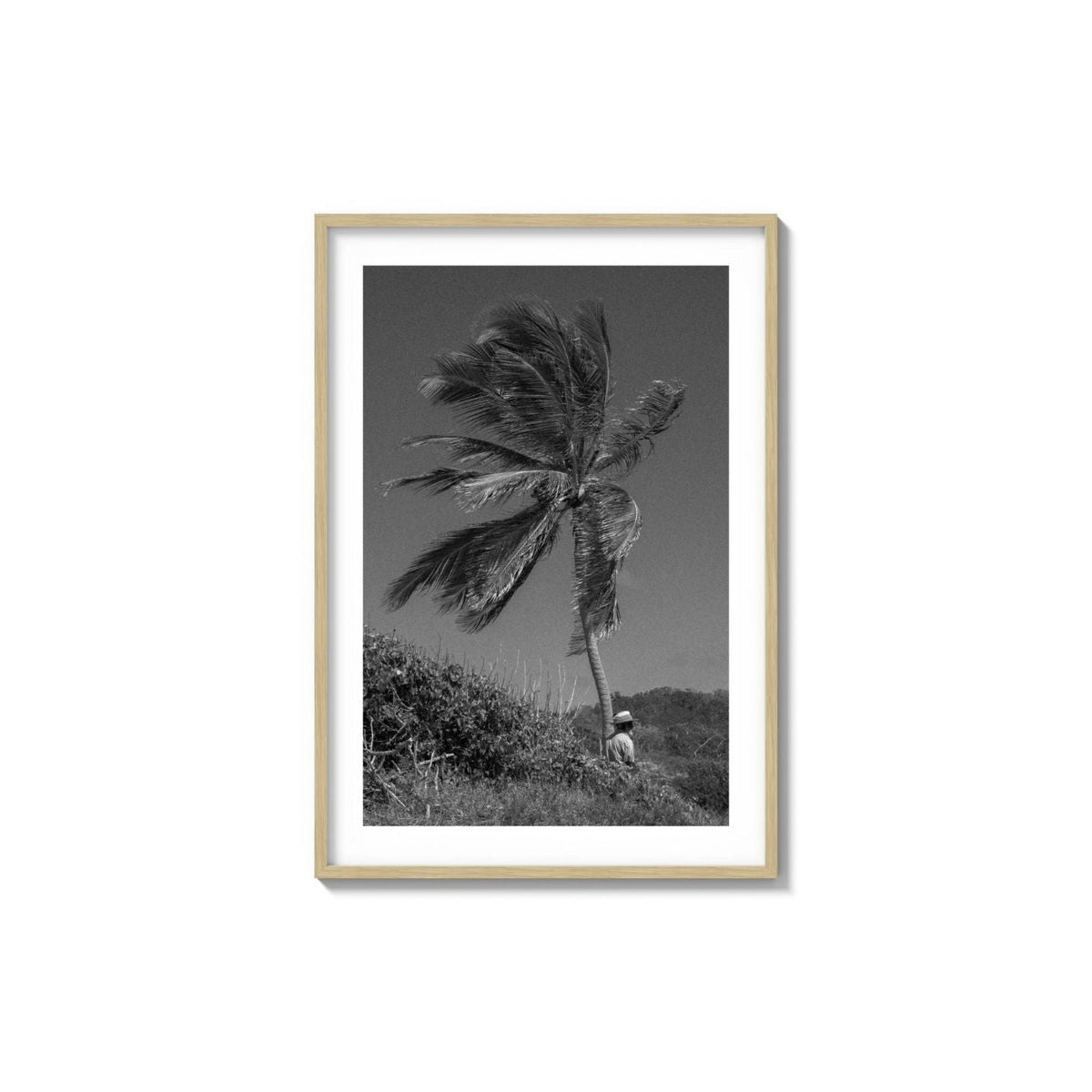 Lone Palm