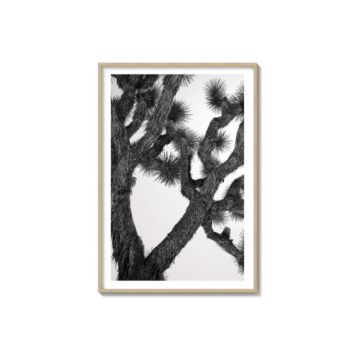 Joshua Tree