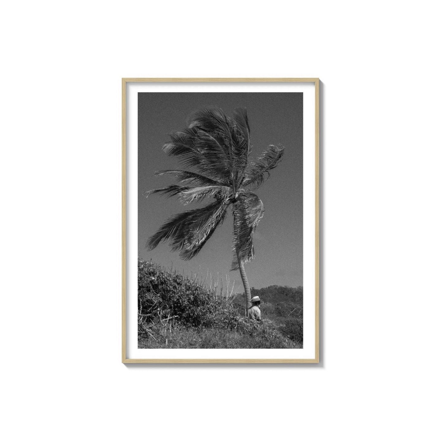 Lone Palm