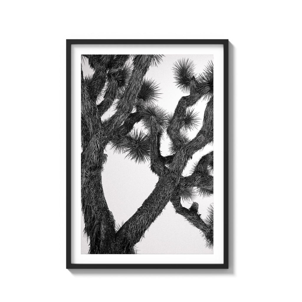 JOSHUA TREE