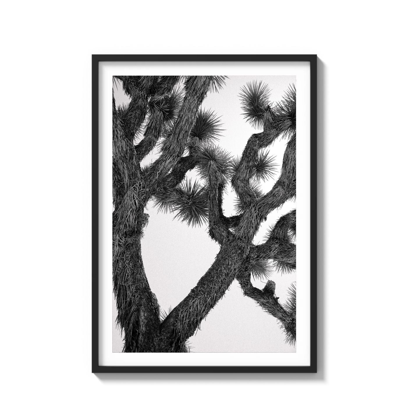 JOSHUA TREE