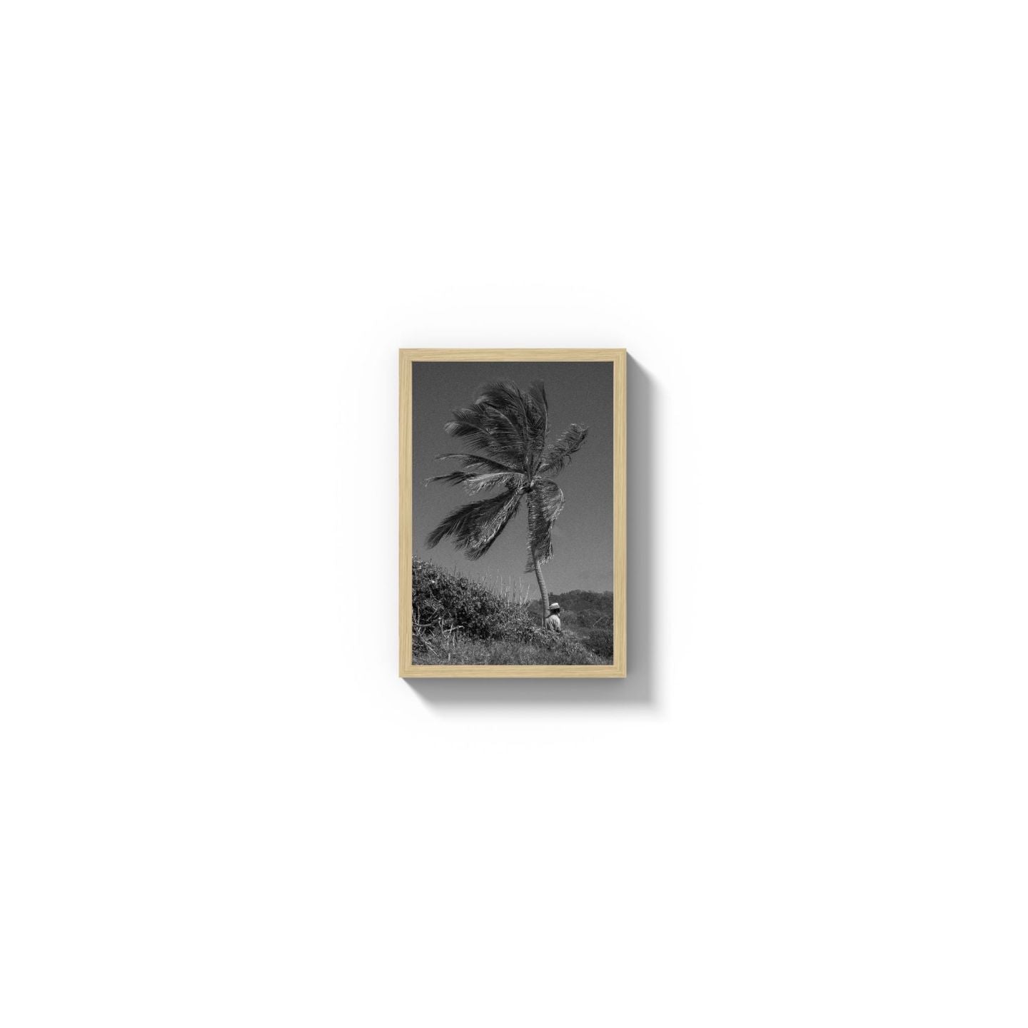 Lone Palm