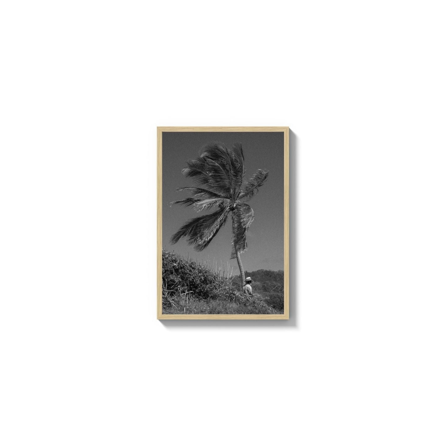 Lone Palm