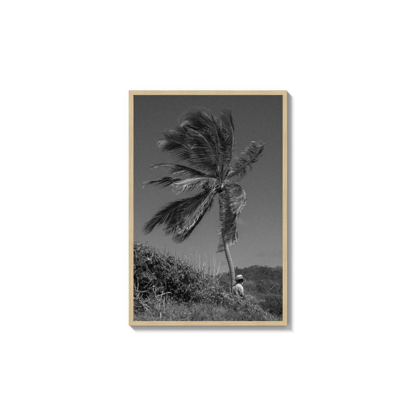 Lone Palm