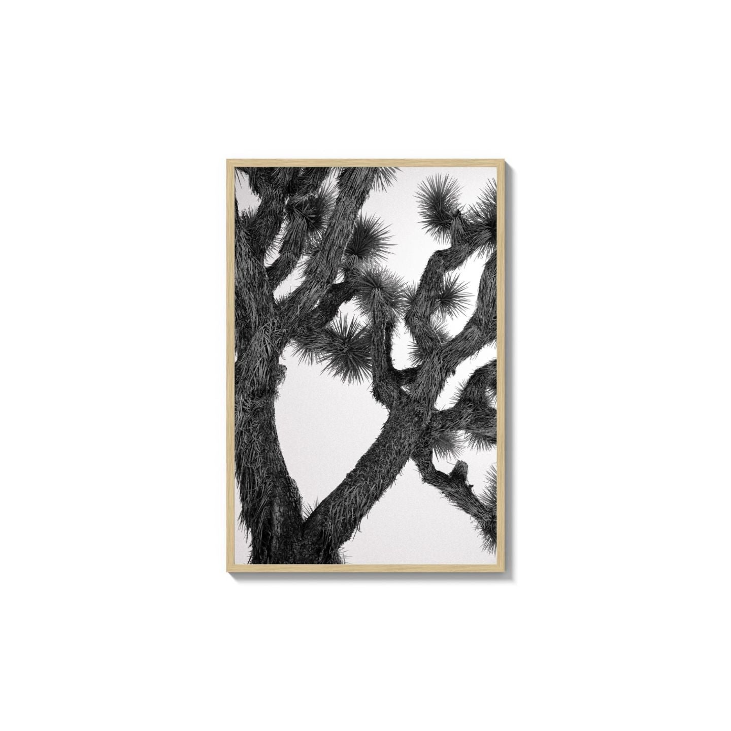 Joshua Tree