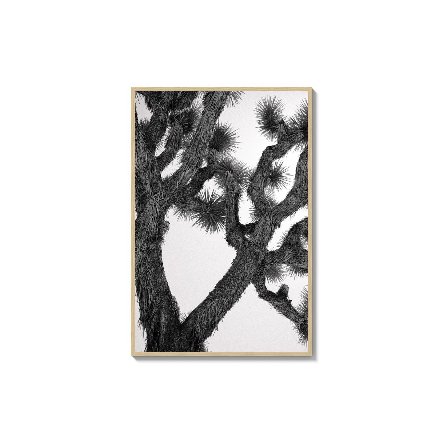 Joshua Tree