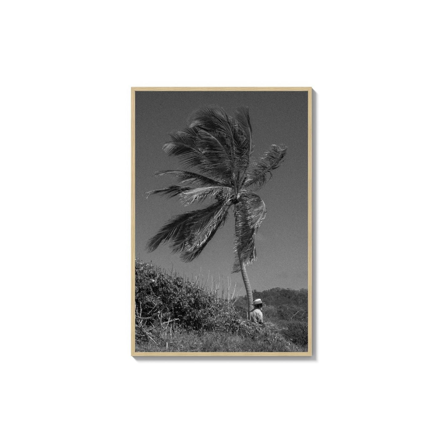 Lone Palm
