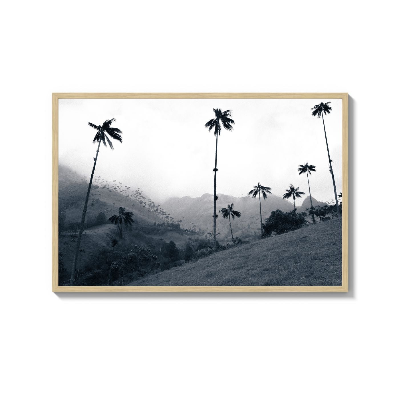 COCORA