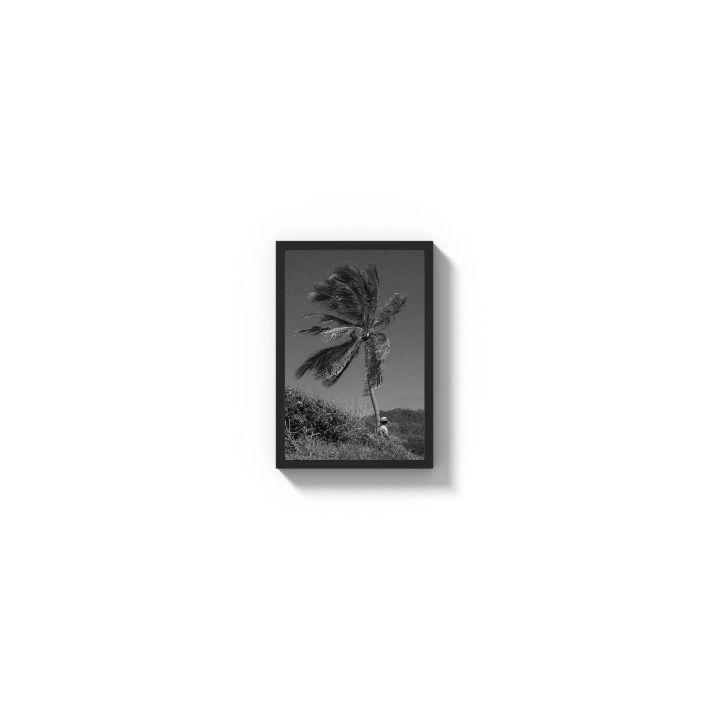 Lone Palm