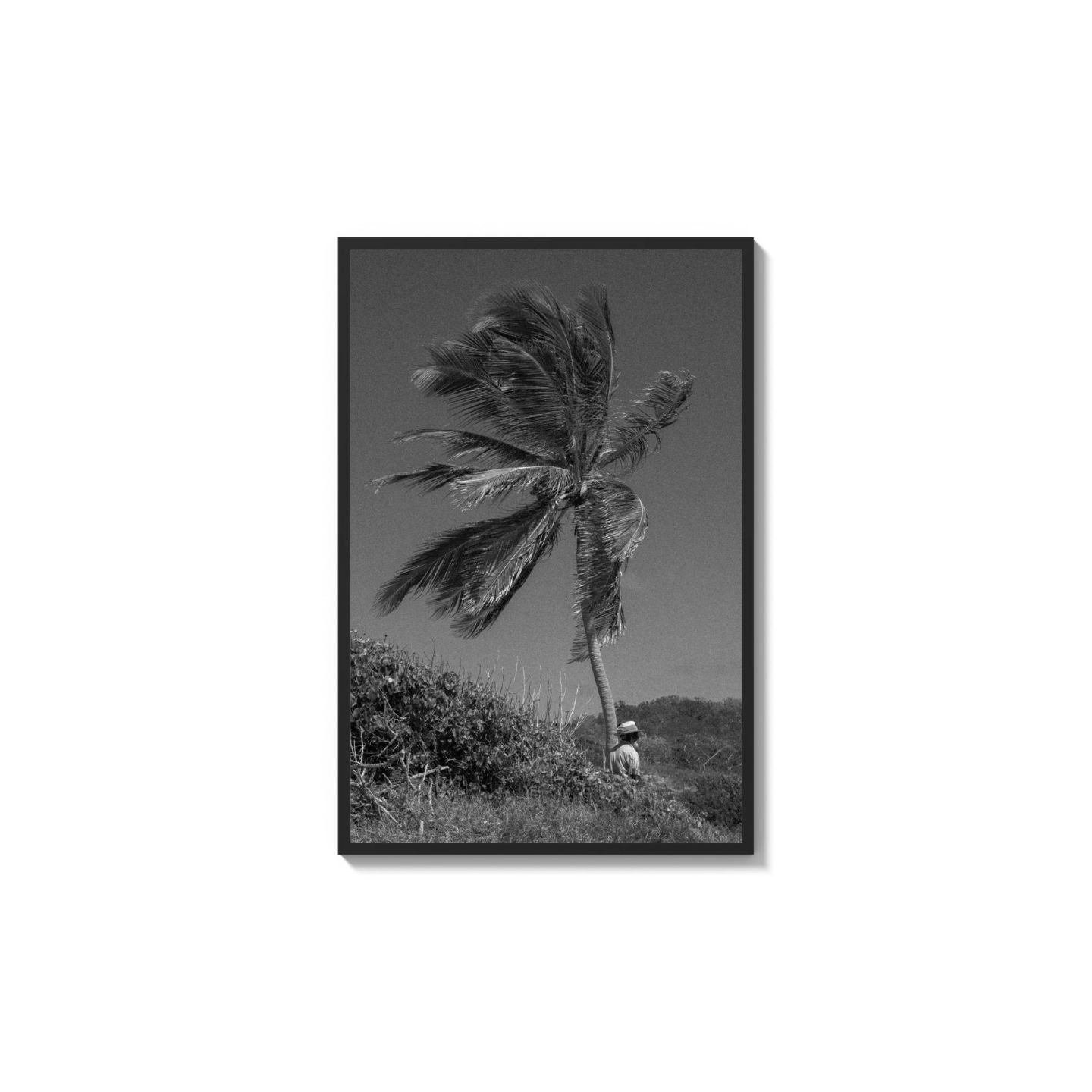 Lone Palm