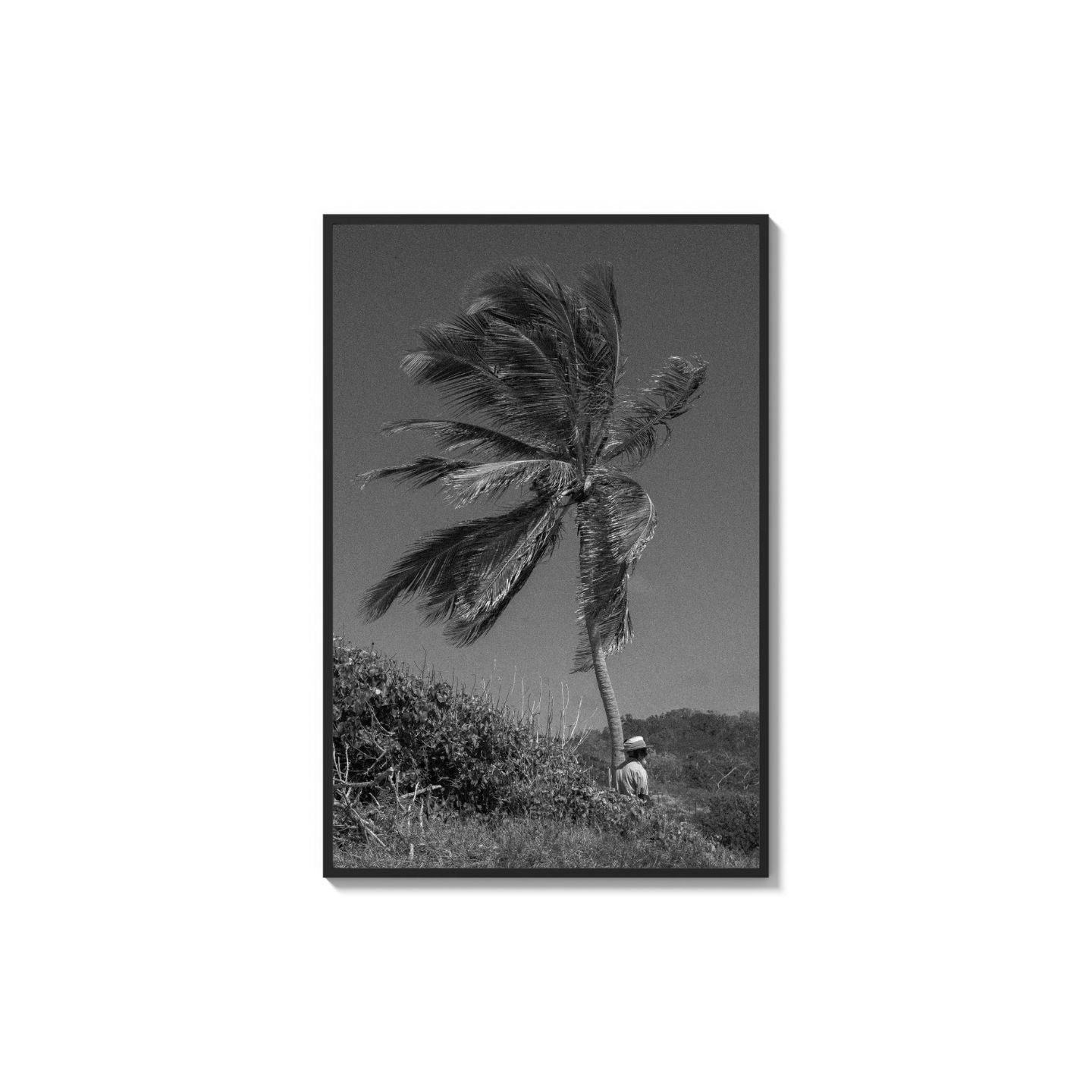 Lone Palm