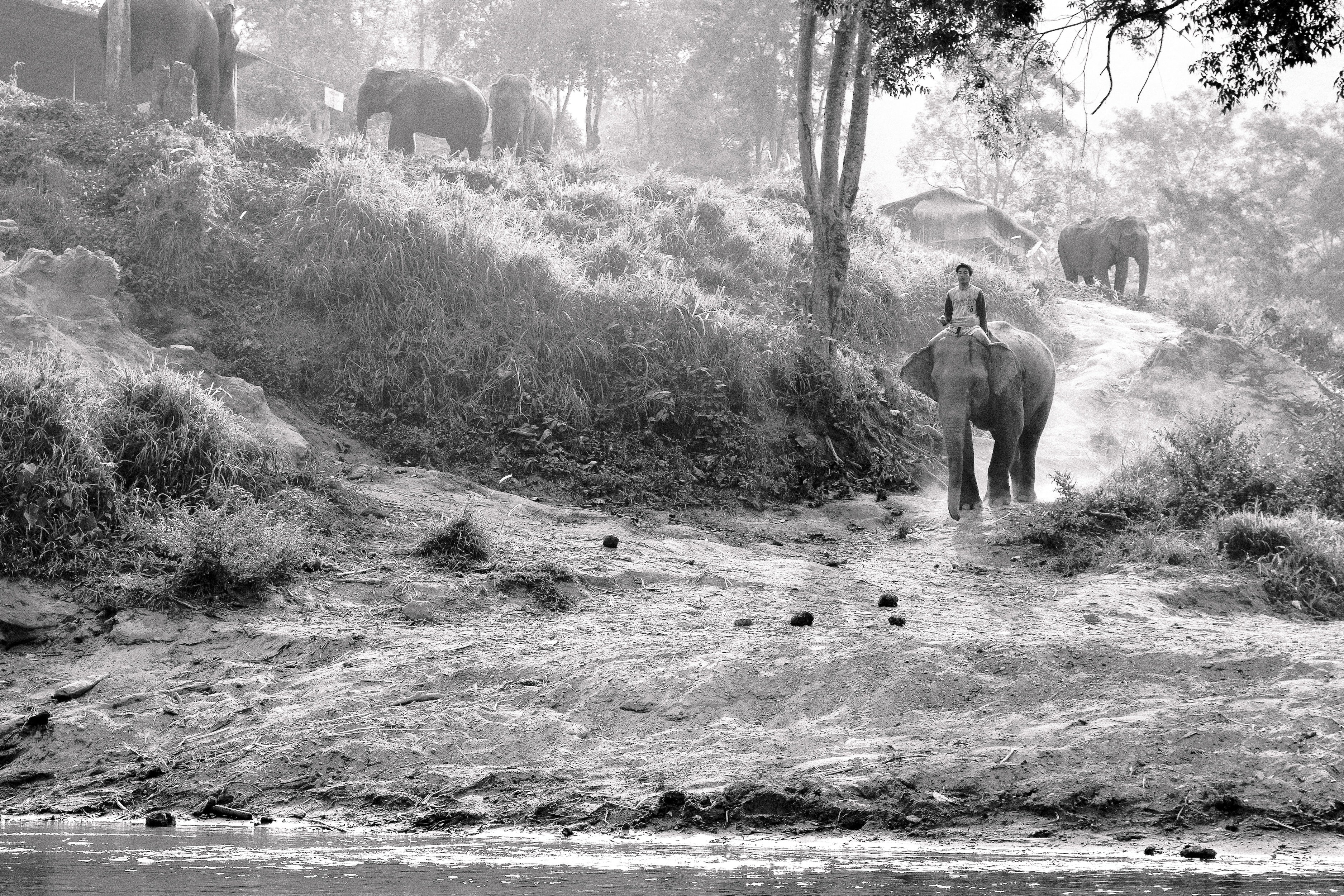 Elephant Rider