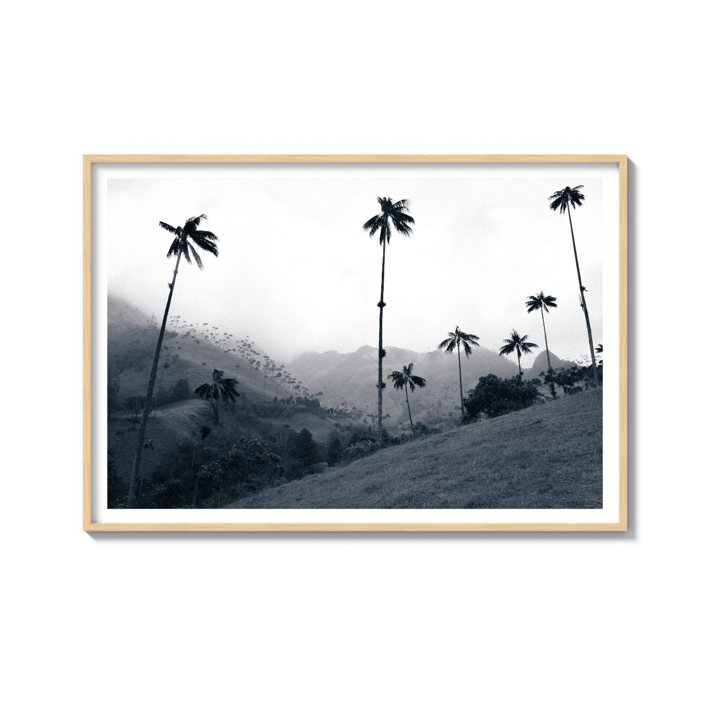 COCORA