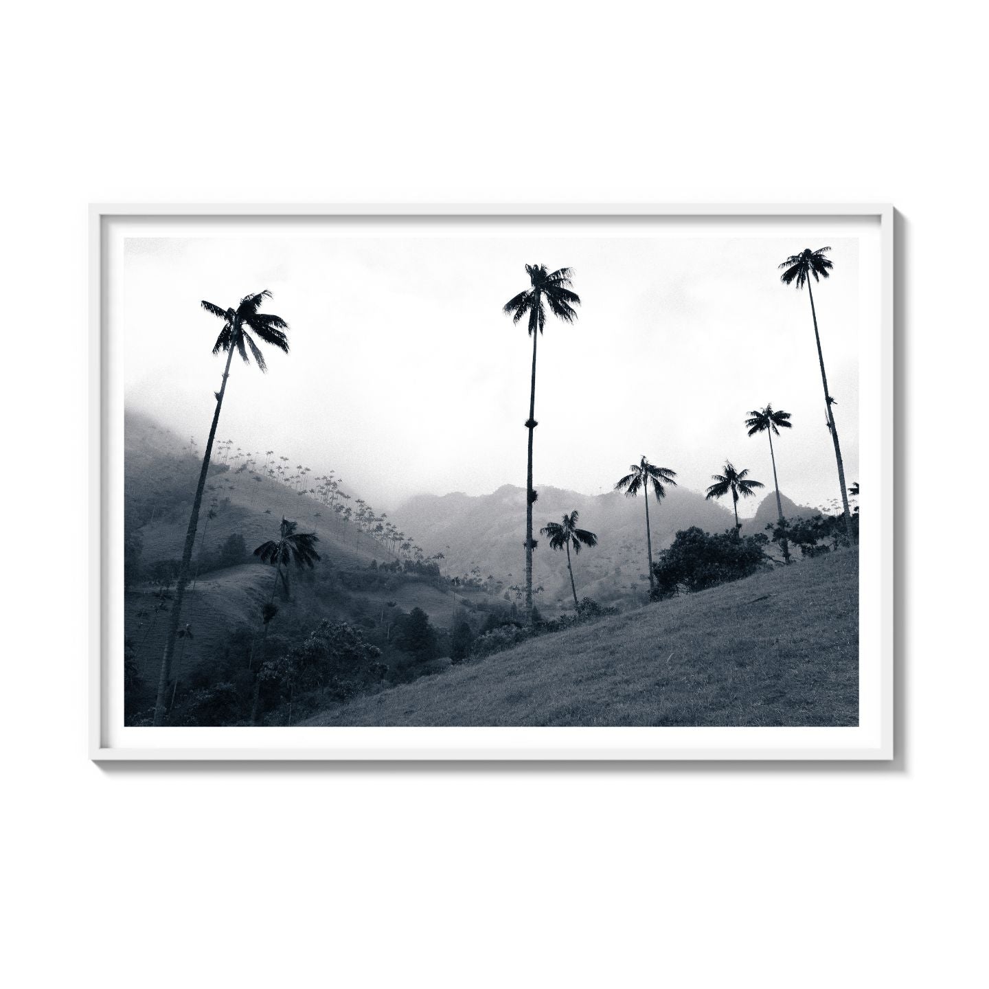 COCORA