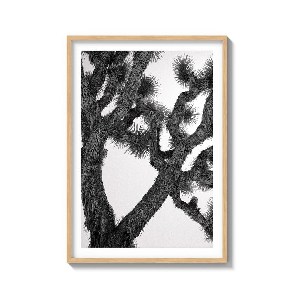 JOSHUA TREE
