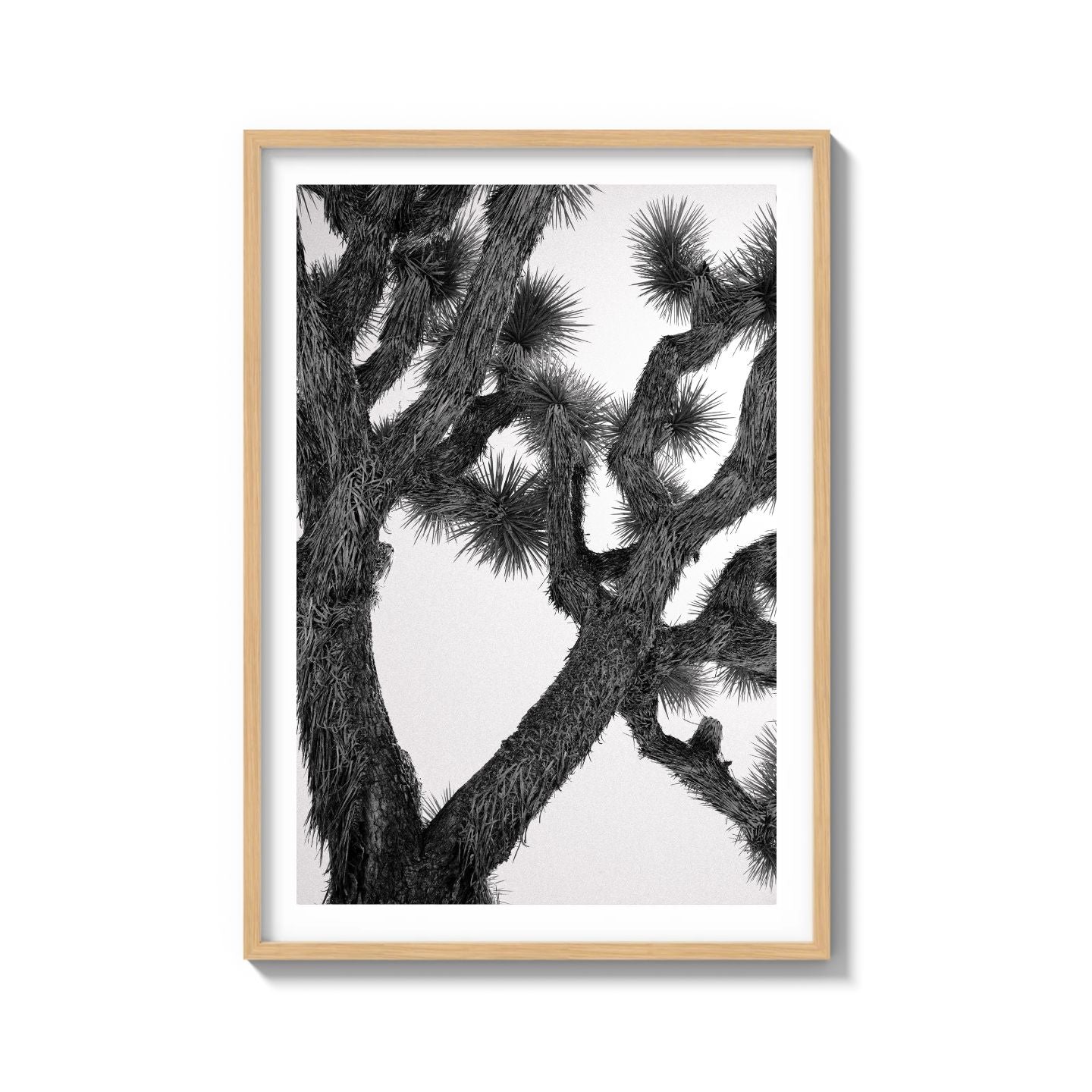 JOSHUA TREE