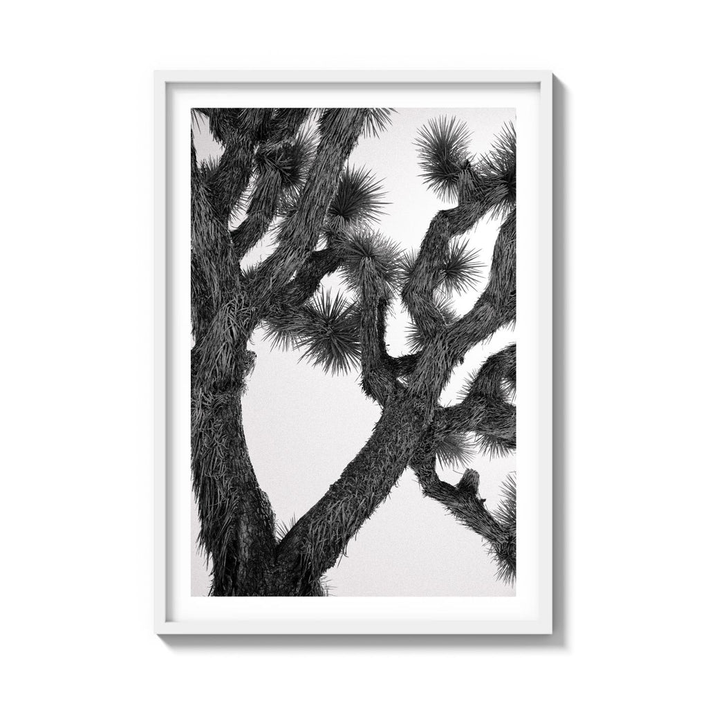 JOSHUA TREE