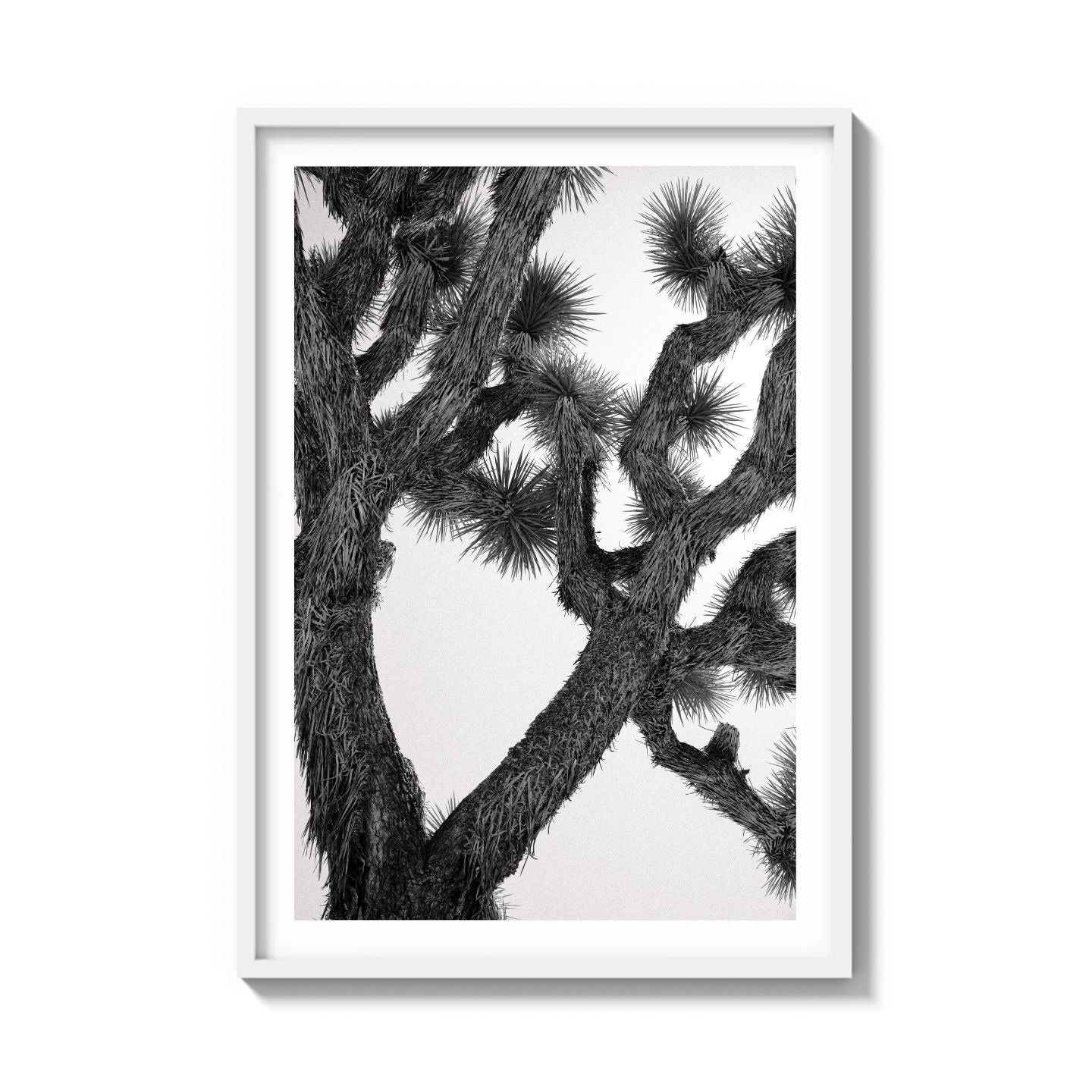 JOSHUA TREE
