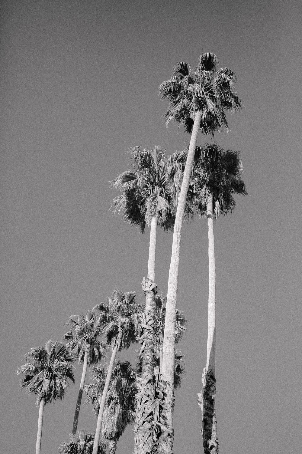 Cali Drives - W/Mount