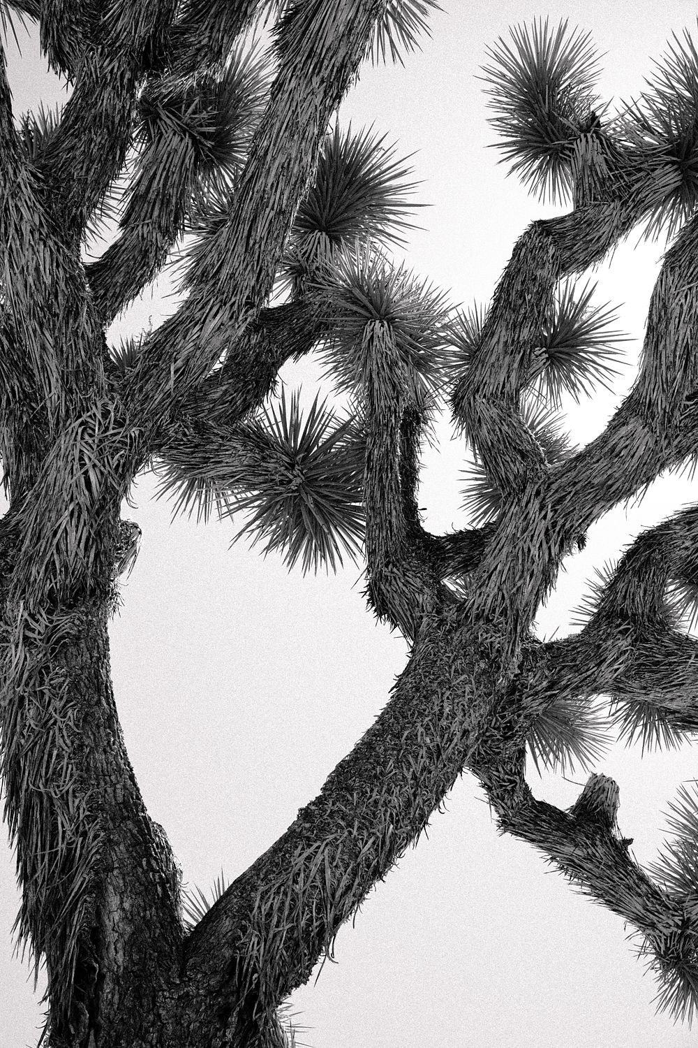 Joshua Tree - W/Mount